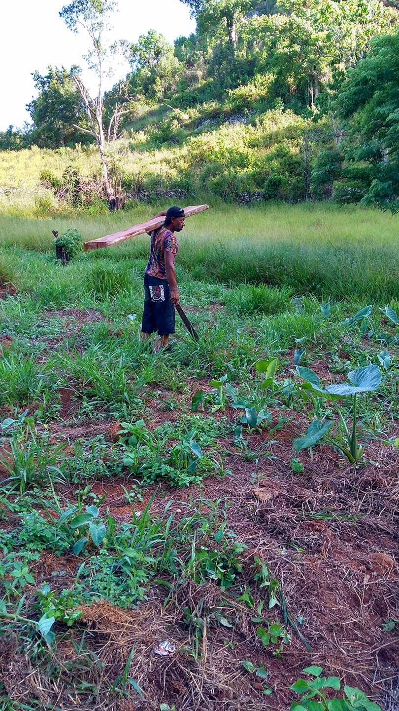 Carrying Lumber through the Farm