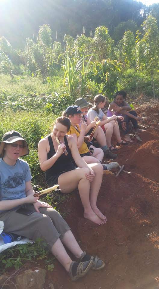 Sugar Cane in the Field